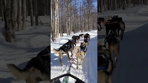 Dog Mushing in Alaska for the First Time