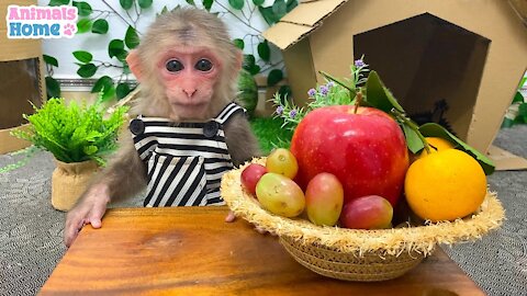 BiBi enjoys fruits in Amee's garden