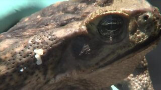 Heat, rain creating breeding ground for toxic toads, iguanas in South Florida