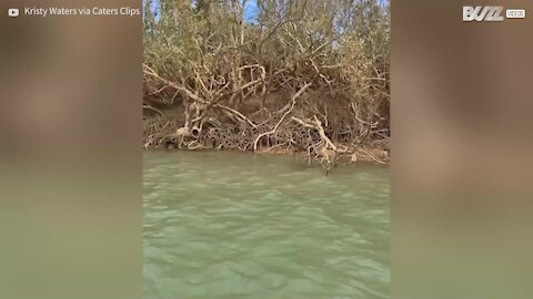 Une famille vole au secours d'une tortue en Australie