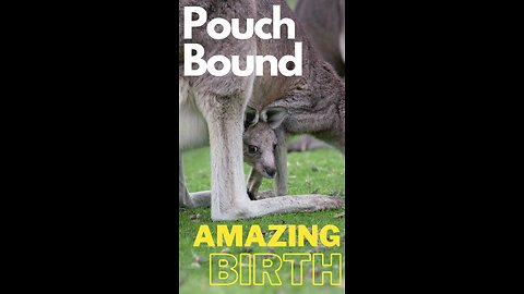 "Pouch-Bound: The Amazing Birth of a Baby Kangaroo"