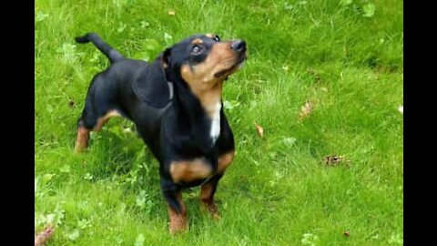 Ce teckel se prend pour une chien de berger