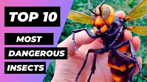 TOP 10 Most DANGEROUS INSECTS In The World | 1 Minute Animals