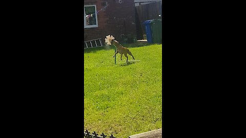 Water-Loving Dog Plays With Dancing Water Flower