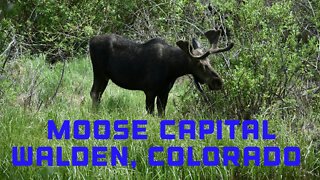 Moose Capital of Colorado!