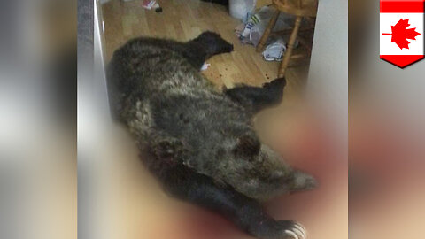 Man shoots grizzly bear dead in kitchen after family dog saves the day - TomoNews