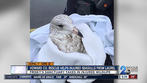 Howard Co. rescue nursing injured Laurel seagull back to life