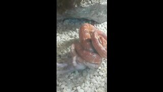 SOUTH AFRICA - Johannesburg - Snake feeding time (Video) (ozz)