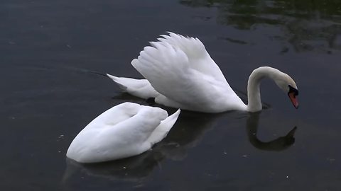 Swan and goose fight over territorial dispute