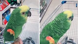 Parrot goes shopping with his owner at the pet store