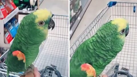 Parrot goes shopping with his owner at the pet store