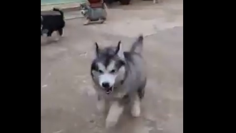 Year dog,Both puppies jumped in the playground with five dogs