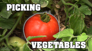 Picking Vegetables