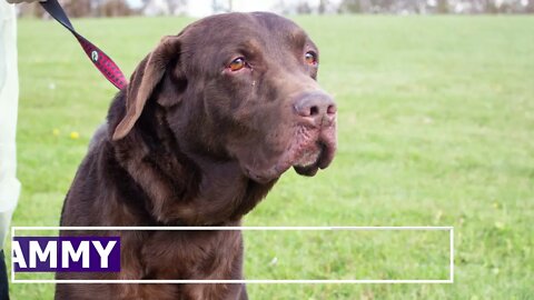 "Sammy" - 9yr male lab | Adoption Focus