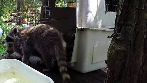 Raccoon orphans taste freedom after rehabilitation
