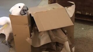 Destructive cockatoo totally obliterates cardboard box
