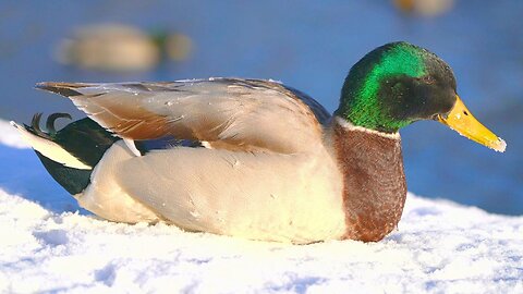 Male Arctic Mallard Duck Drakes Taking in the Sun on the Ice Beach