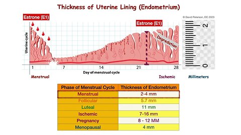 Why Your Uterine Lining Thickness Matters: From Fertility to Menopause