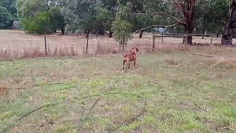 Rhodesian Ridgebacks Alert but Contained