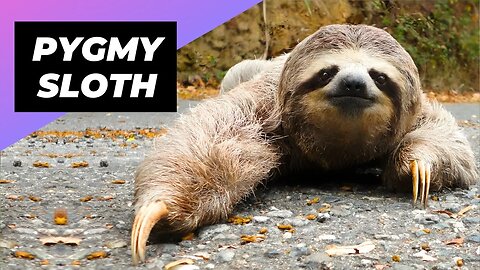 Pygmy Three-toed Sloth 🦥 The World's Smallest Sloth