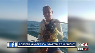 Lobster mini-season under way in Florida