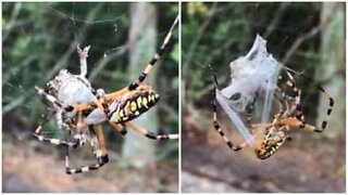 Spider captures frog in an impressive trap