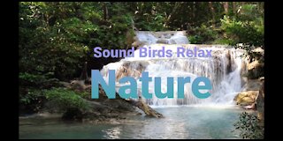 Sound Birds Relax Nature Meditate