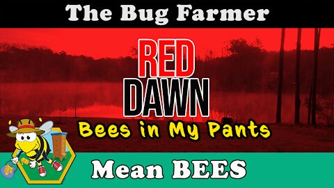 RED DAWN - Bees Attack. Following a string of bad decisions the RED hive delivers a warning.