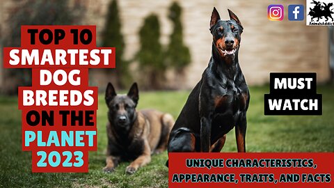 Top 10 Smartest Dog Breeds on the Planet | Breeds Of Smartest Dogs In The World | Animals Addict