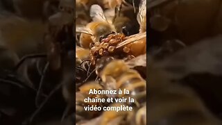 c'est fait mal au cœur de voir cette reine d'abeille 😣😣😣