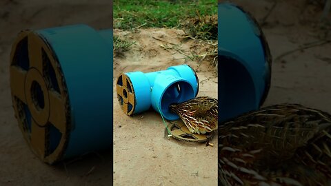 Creative DIY bird trap using PVC pipes