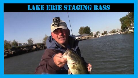 Lake Erie Staging Bass Where to Find Them