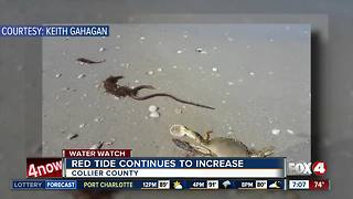 Red tide ramping up in Collier county