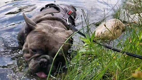 Bulldog goes in water to cool off