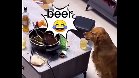 This dog is drinking water, amazing funny video