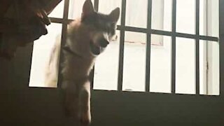 Un chien parvient à s'immiscer dans leur maison