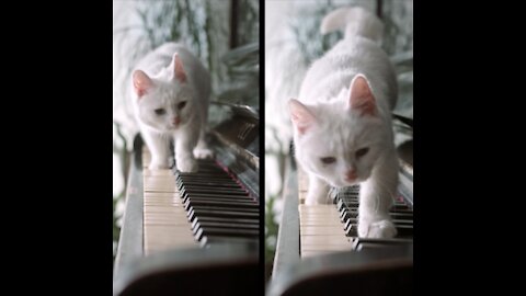 Cat playing piano with genius