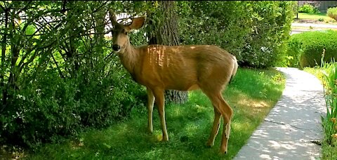 Beautiful Baby deer in yard wagging his tail when spoken to