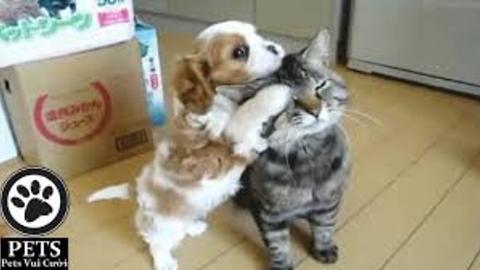 Cats play cute with the dog