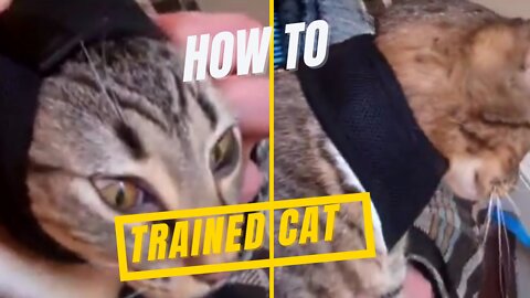 Cats : Basic Cat Training Tips & technique