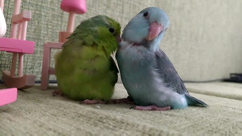 cute parrotlet babies are preening each other