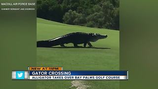 'Monster' alligator spotted on MacDill Air Force Base