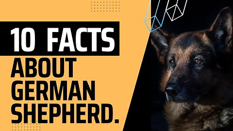 Ten interesting Facts about German Shepherd.