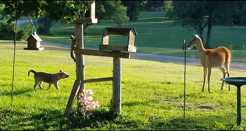 Instant friendship: Puppy tries to get wild deer to play with him