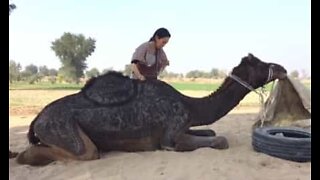 Turist skaber utroligt kunstværk på ryggen af en kamel
