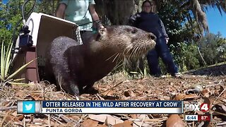 Otter who was rescued released back into wild