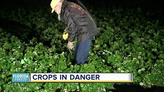 Plant City strawberry farmers concerned about crop during cold snap