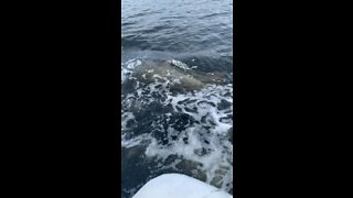 Dolphins playing next to the boat