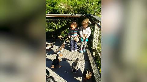 Funny Tot Girl Freaks Over Some Hungry Ducks