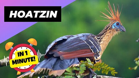 Hoatzin - In 1 Minute! 💩 The Bird That Smells Like Poop?! | 1 Minute Animals